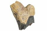 Incomplete Triceratops Tooth with Partial Root - Wyoming #356956-1